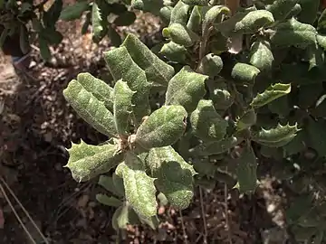 Leathery texture of leaves