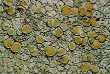 Lecanora strobilina