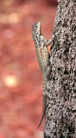 Image 11Northern Curly-tailed LizardPhoto: Ianaré SéviThe Northern Curly-tailed Lizard (Leiocephalus carinatus) is a lizard species from the family of curly-tailed lizards (Leiocephalidae). It is native to the Bahamas, the Cayman Islands and Cuba, but was released intentionally in Palm Beach, Florida, in the 1940s. An active, robust lizard, it is mostly terrestrial and will retreat into a burrow or cavity when frightened. It prefers sunny areas with loose rubble and rock.More selected pictures