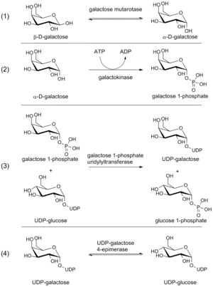 Steps in the Leloir pathway of galactose metabolism.