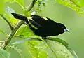 Lemon-rumped tanager, Pajaro Jumbo Reserve, Ecuador