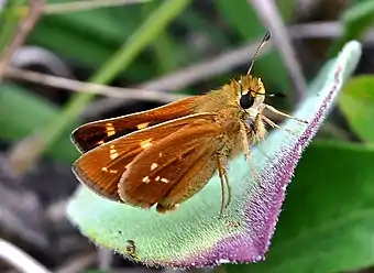 Leonard's skipper photographed at Dunnville Barrens