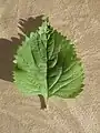 Leaf