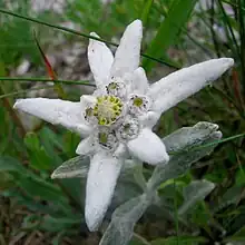 Early-season version with central floret-pods not yet fully developed. Specimen found in Poland's Tatra Mountains.