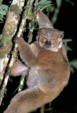 Brown lemur