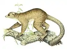 Drawing of brown lemur