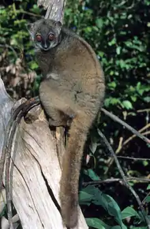 A sportive lemur (small body, long legs, brown fur, large eyes, and thick, furry tail) clings to the side of a tree, with its head turned towards the camera.