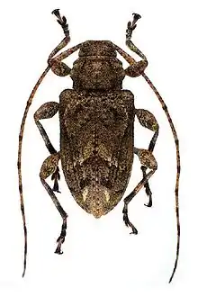 Leptostylopsis milleri Fisher, 1932