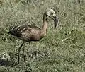 Juvenile, Jamnagar, India