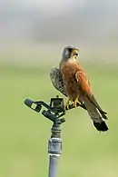 Lesser Kestrel from Fujeirah