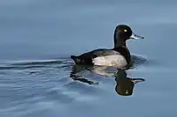 Lesser scaup drake in basic plumage. Note typical head shape; purple sheen visible on neck.