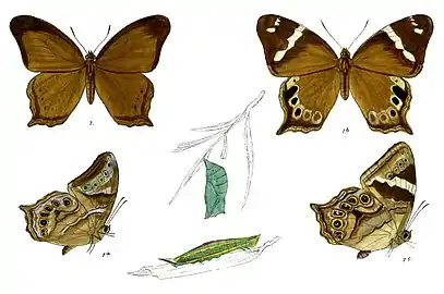 Female (left) and male (right) upper and underside pattern