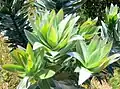 Silver tree leaves are soft and silky.