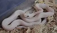 Leucistic Texas rat snake