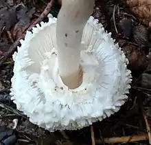 Leucoagaricus nympharum gills