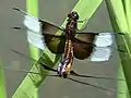 Mating wheel: female is below male. Herrick Lake Forest Preserve