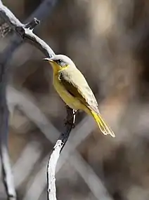 A juvenile showing the orange-brown base to bill