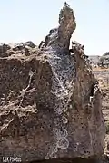 lichens growing on the rocks at Isalo