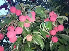 China-3 lychee from Tanvir Agro Farm, Bogura, Bangladesh.