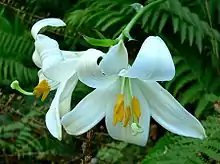 In the VanDusen Botanical Garden, Vancouver, British Columbia, Canada