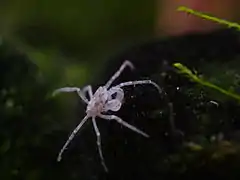 Limnopilos naiyanetri, a Hymenosomatidae