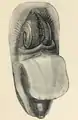 Lingula anatina: animal removed from the shell, mantle reflected, coiled arms separated slightly; a) mouth (marginal setae omitted); ventral aspect, three-quarter face