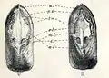 Lingula anatina: interior of the valve showing muscle scars; V. peduncle valve D. brachial valve