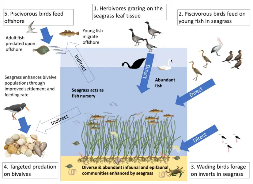 Hypothesised links in NE Atlantic coastal seas (1) direct consumption of seagrass                     (2,3) seagrass-associated fauna(4,5) indirect links from consumption of populations benefitting from seagrass 