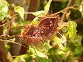 Lipstick Plant (2 of 2)