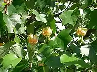 Tulip poplar tree