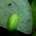 Larva of the yellow-shouldered slug, showing typical body shape