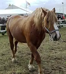 Ginger horse.