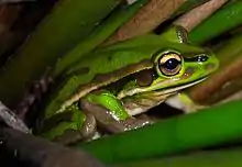 Litoria aurea (Green and Golden Bell Frog)