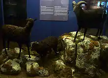 Museum specimens of the extinct feral sheep of Lítla Dímun.