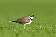 Little ringed plover