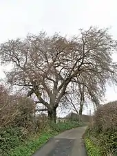 U. laevis, Llandegfan, Anglesey