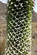 Inflorescence of the giant lobelia, its floral bracts shredded by the feet of perching bird pollinators