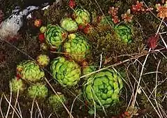 Jovibarba ("Jupiter's beard"). A related genus.