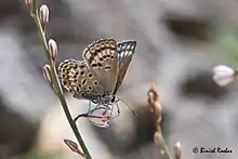 Agrodiaetus loewii uranicola from United Arab Emirates