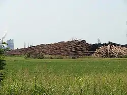 Felled trees sit in stacks outside of Pine Bluff