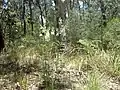 Lomatia silaifolia in the Boonoo Boonoo National Park