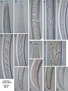 The image consists of multiple microscope images of the nematodes.