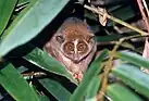 brown loris nestled in leaves