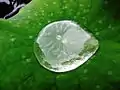 "Lotus effect", hydrophobic effect with self-cleaning ability