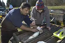 Photo of man inspecting steelhead broodstock in hatchery