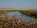 Marsh with American coots