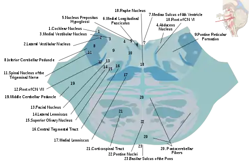 A cross section of the lower pons showing the basilar sulcus at the bottom.