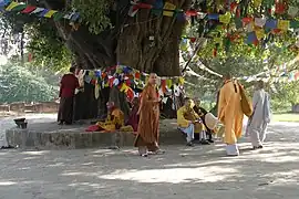 Bodhi tree