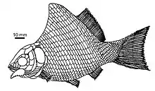 Luoxiongichthys, a basal ginglymodian (Kyphosichthyiformes) from the Middle Triassic of China