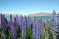 Lupins at Lake Tekapo, New Zealand